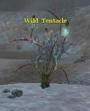 Wild Tentacle
